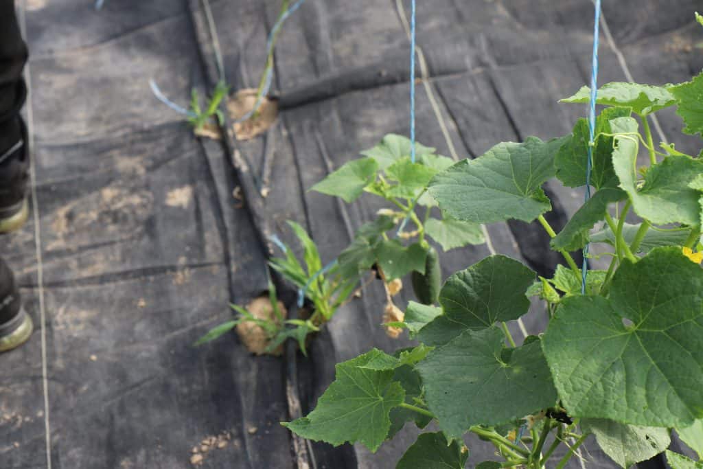 Cucumber plants growing on black plastic mulch with blue strings for support, as seen during the 2023 Annual Meeting; some weeds and a person’s boots are visible at the edge of the frame. - BioWRAP